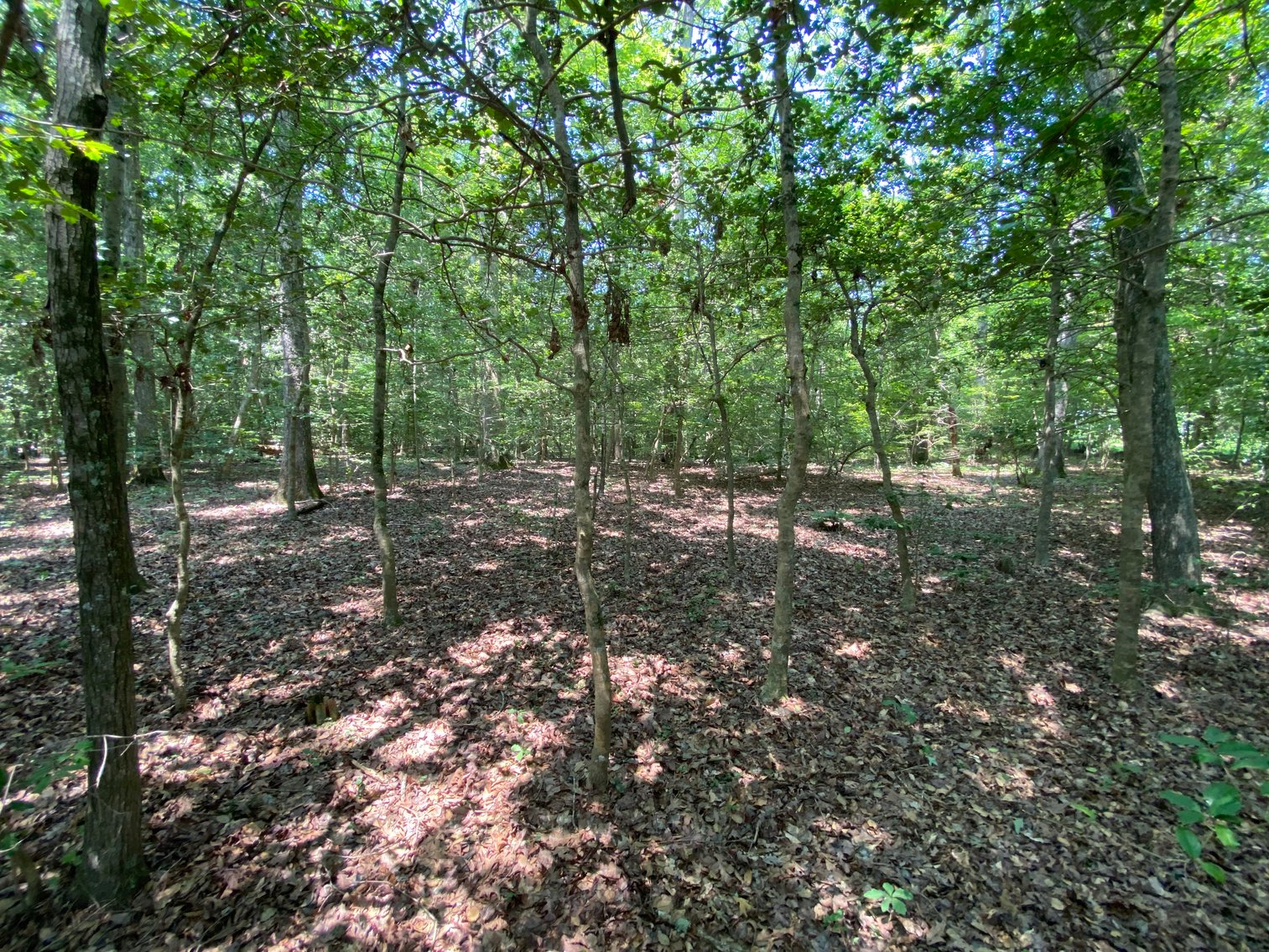 Image for 8000 North Courthouse Road, New Kent VA