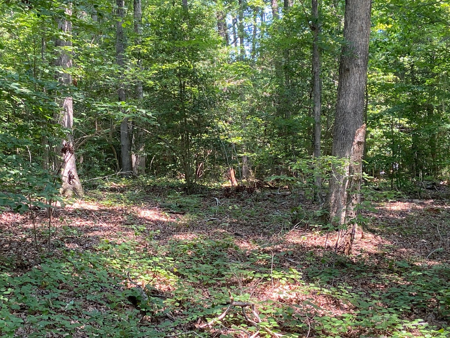 Image for 8000 North Courthouse Road, New Kent VA