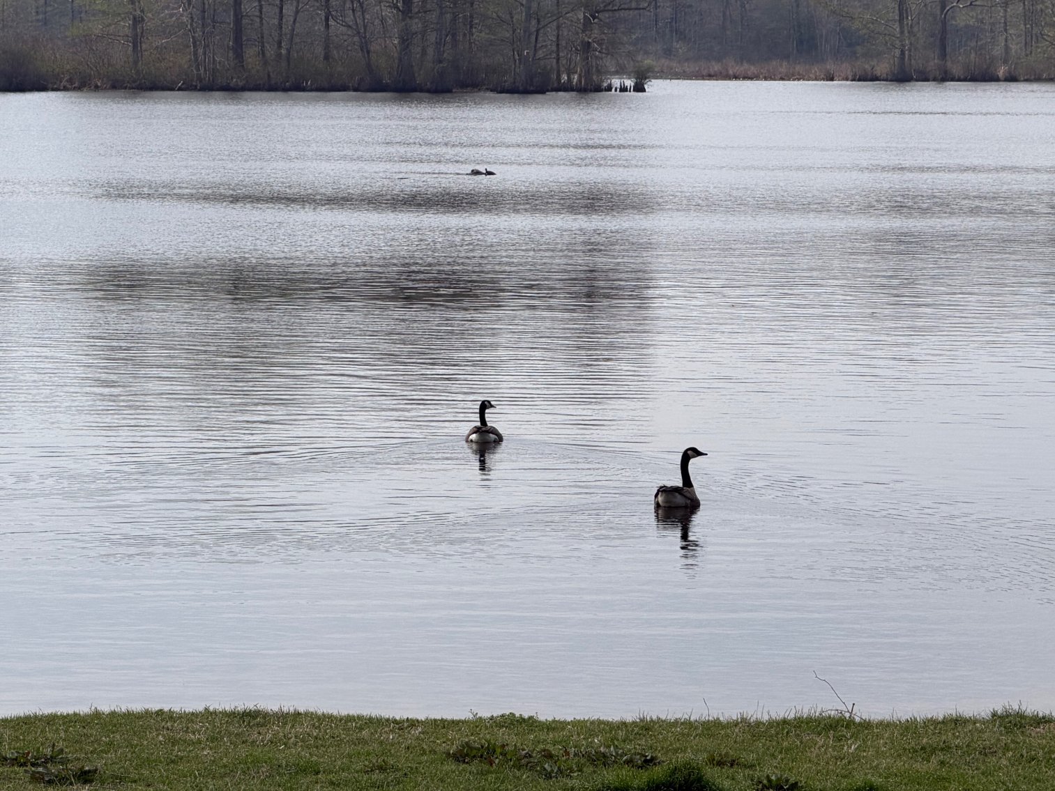 Image for Eagles Landing Marina Real Estate and Business Assets - New Kent County Virginia