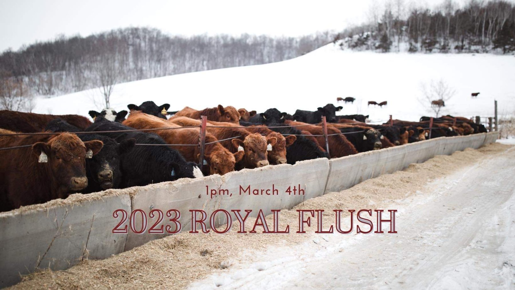 Image for ROYAL FLUSH BULL & FEMALE SALE - LARSON'S FULL DECK GENETICS - Nelson, WI