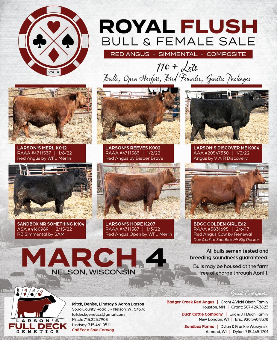 Image for ROYAL FLUSH BULL & FEMALE SALE - LARSON'S FULL DECK GENETICS - Nelson, WI