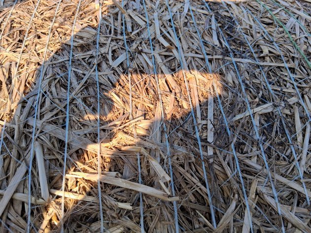 Image for (10) Large Round Oat Straw Bales, 5x5