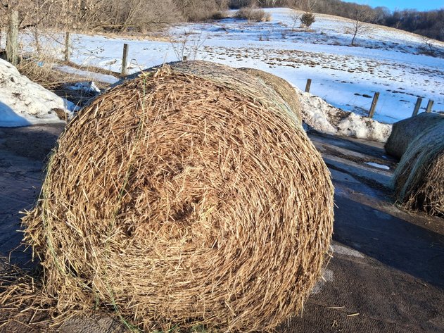 Image for (10) Large Round Oat Straw Bales, 5x5