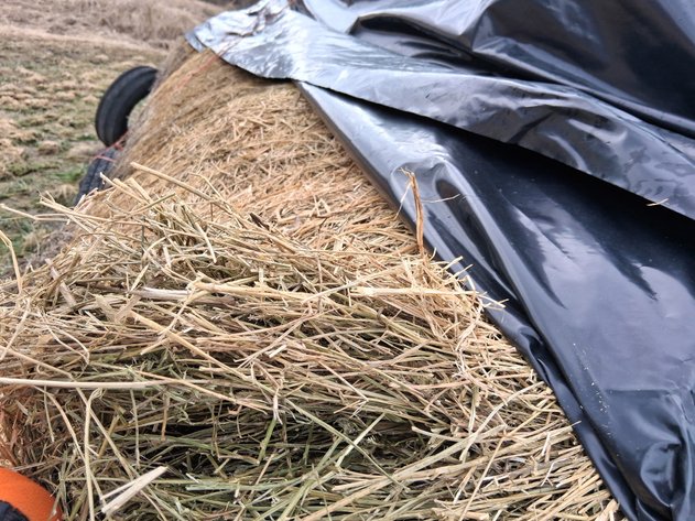 Image for (10) Hay - 2nd Crop, Large Round, 4x5