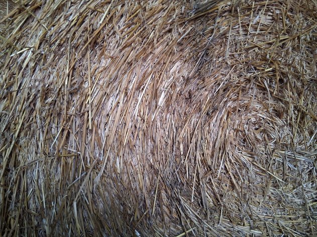 Image for (10) Hay - 1st Crop, Large Round, 4x5