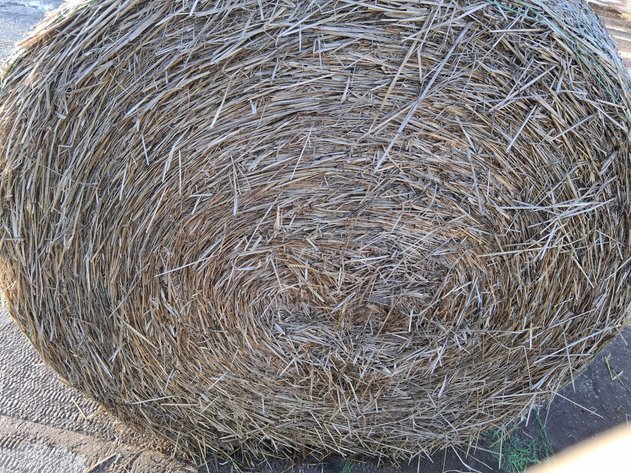 Image for (10) Large Round Oat Straw Bales, 5x5