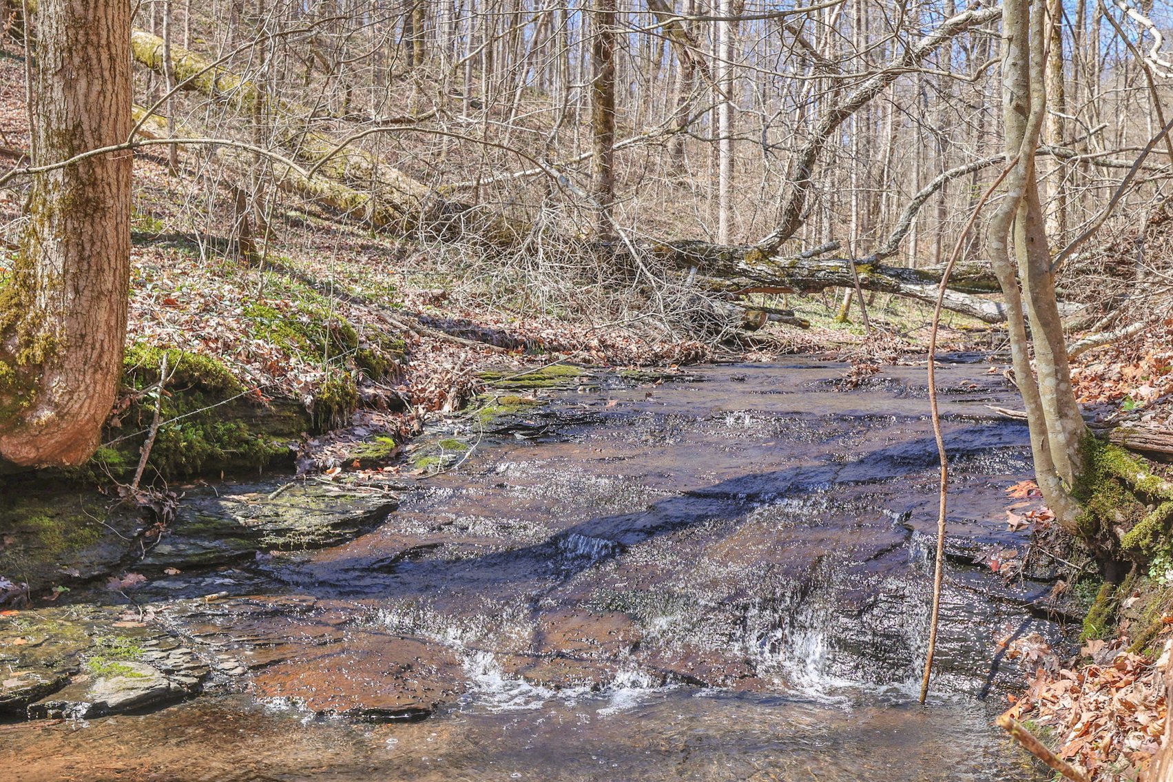 Image for 77 Acre Farm in Williamson County