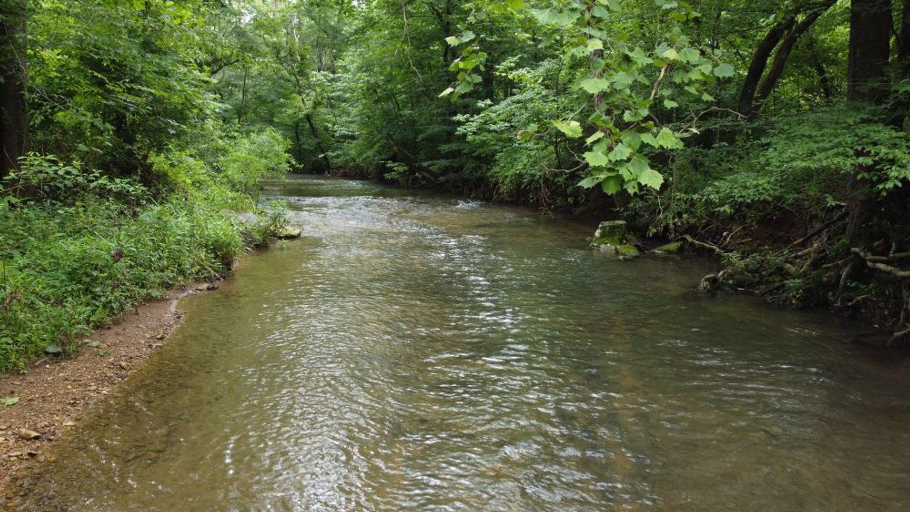 Image for Mill Creek -- Amazing Place, How Sweet the Sounds - 79 acres