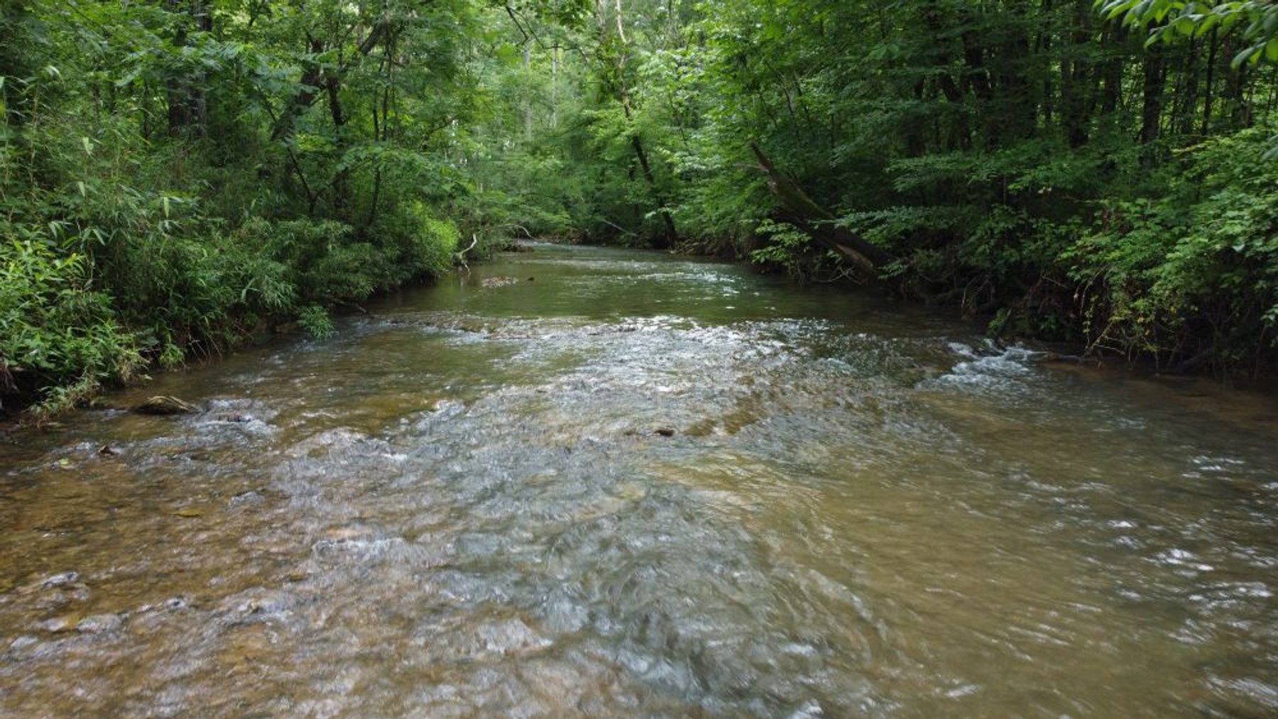 Image for Mill Creek -- Amazing Place, How Sweet the Sounds - 79 acres