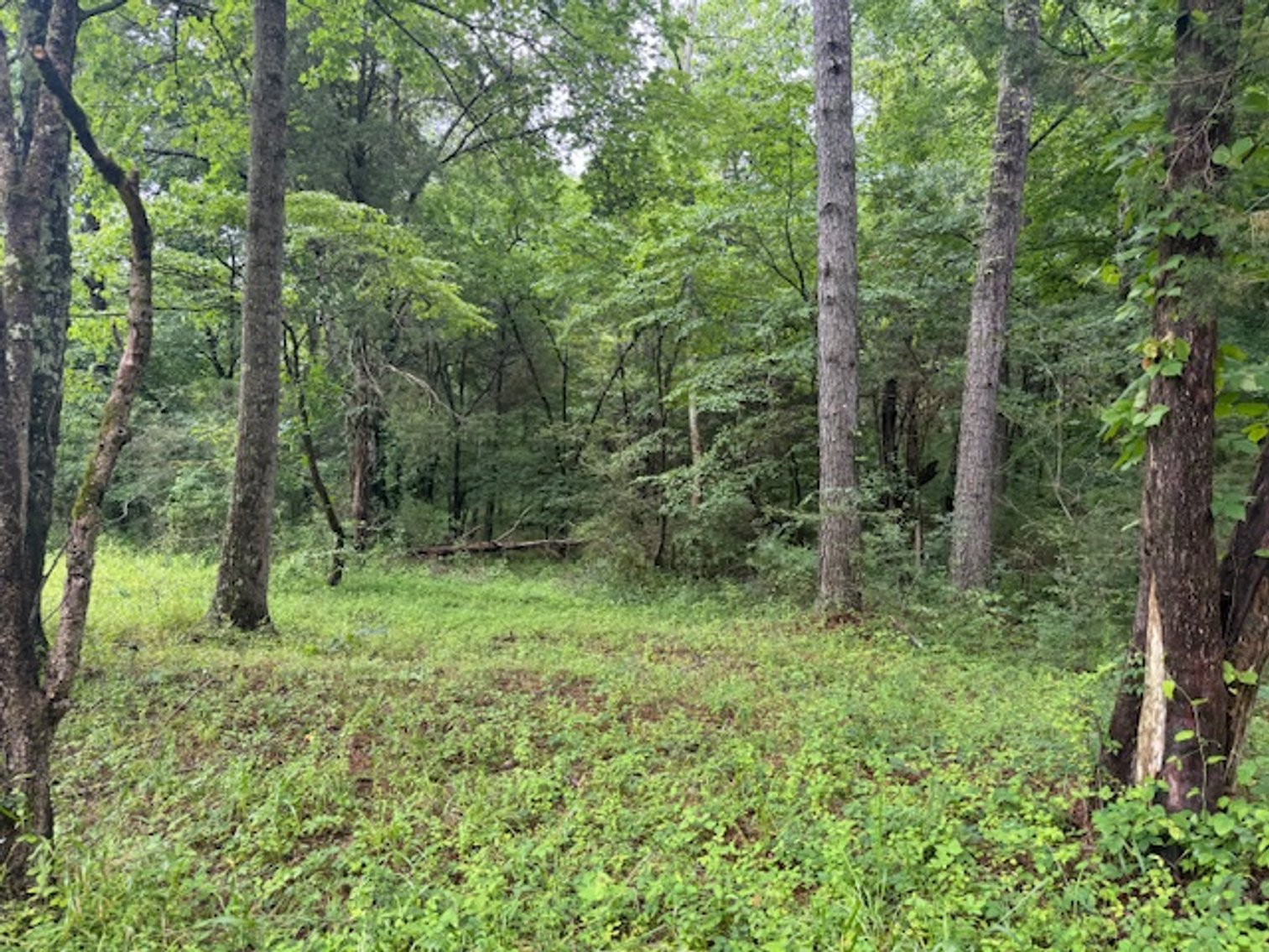 Image for Mill Creek -- Amazing Place, How Sweet the Sounds - 79 acres