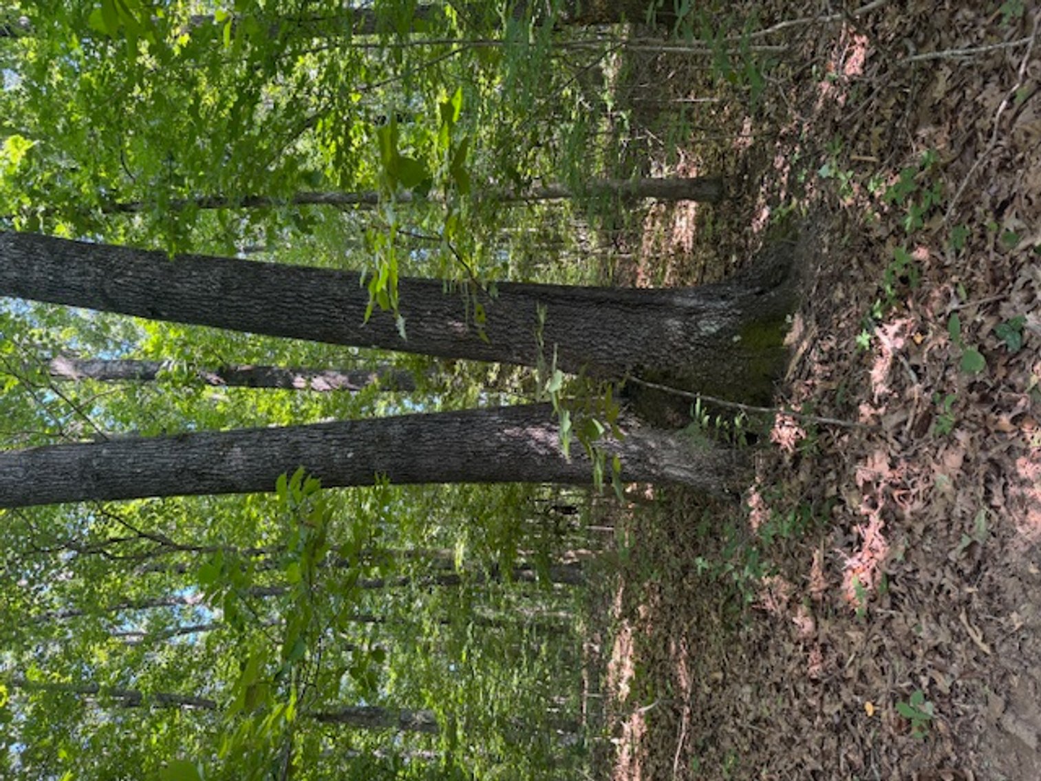 Image for Estate Auction - 3 Acres in Fairview - Attention Developers & Investors