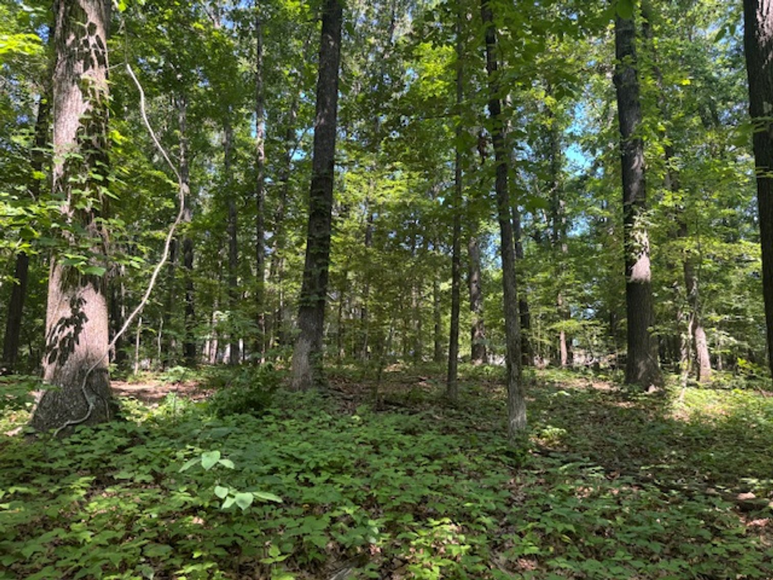 Image for Estate Auction - 3 Acres in Fairview - Attention Developers & Investors