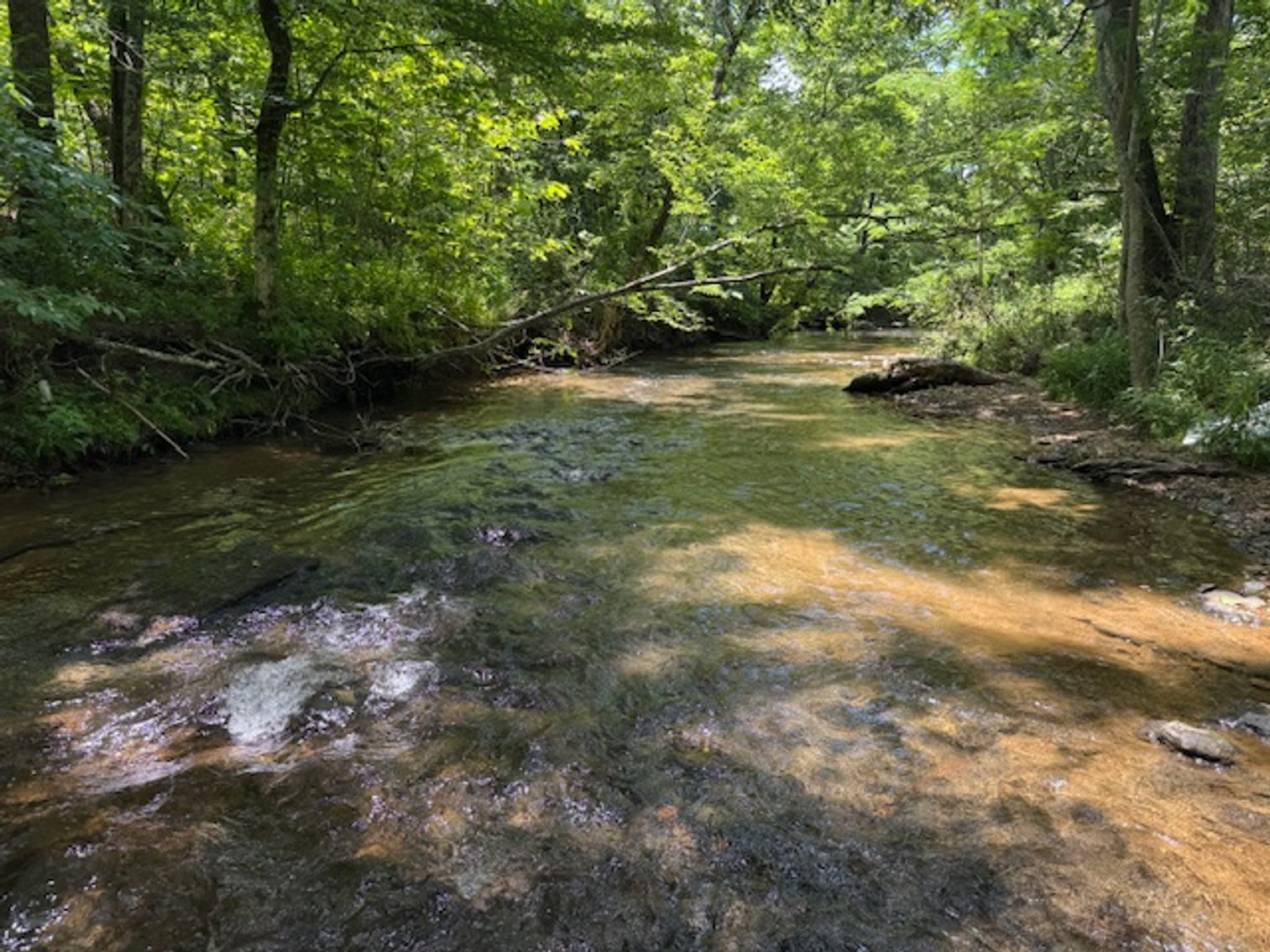 Image for Mill Creek -- Amazing Place, How Sweet the Sounds - 79 acres