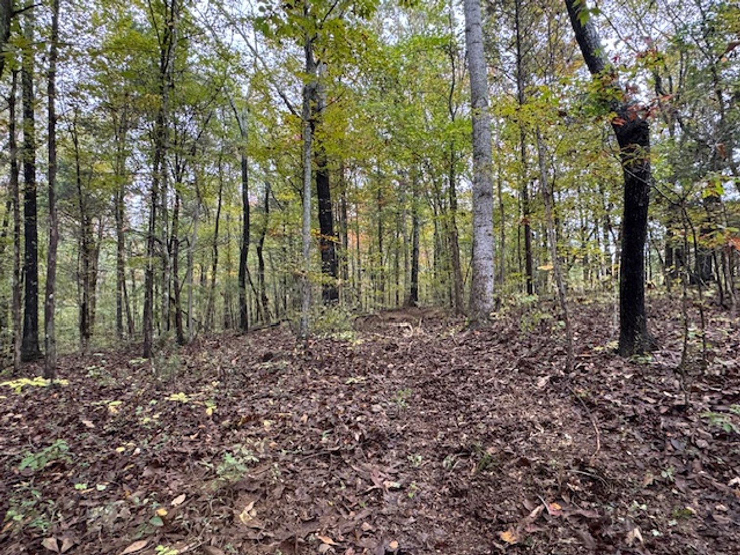 Image for 65 acres on Barren Fork Creek - Bon Aqua, TN