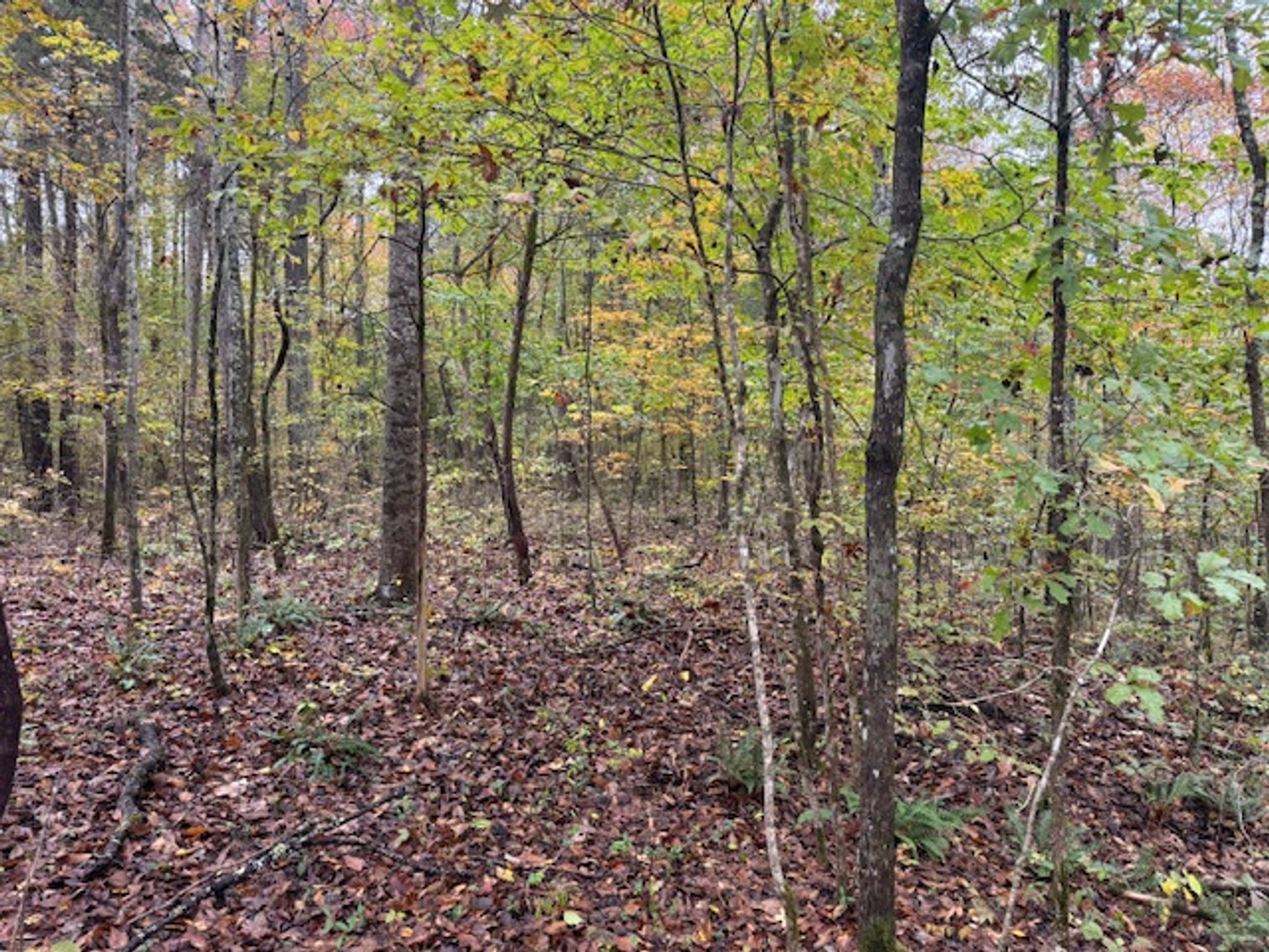 Image for 65 acres on Barren Fork Creek - Bon Aqua, TN