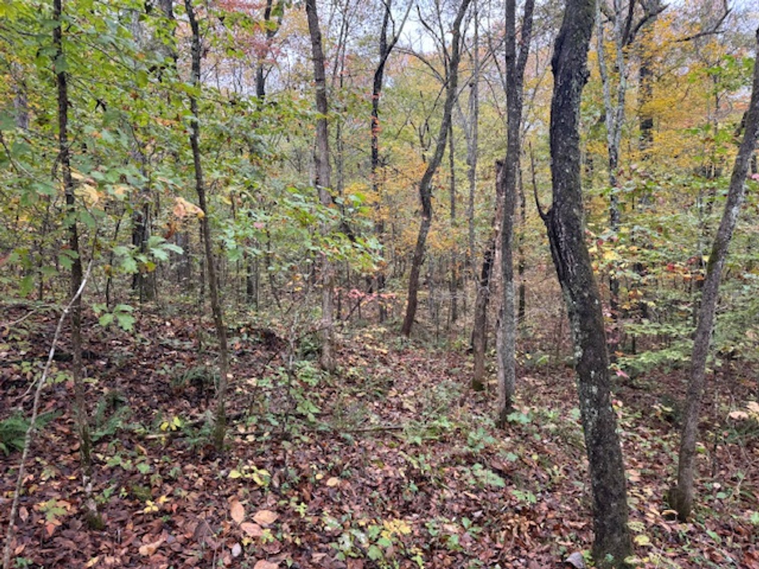 Image for 65 acres on Barren Fork Creek - Bon Aqua, TN