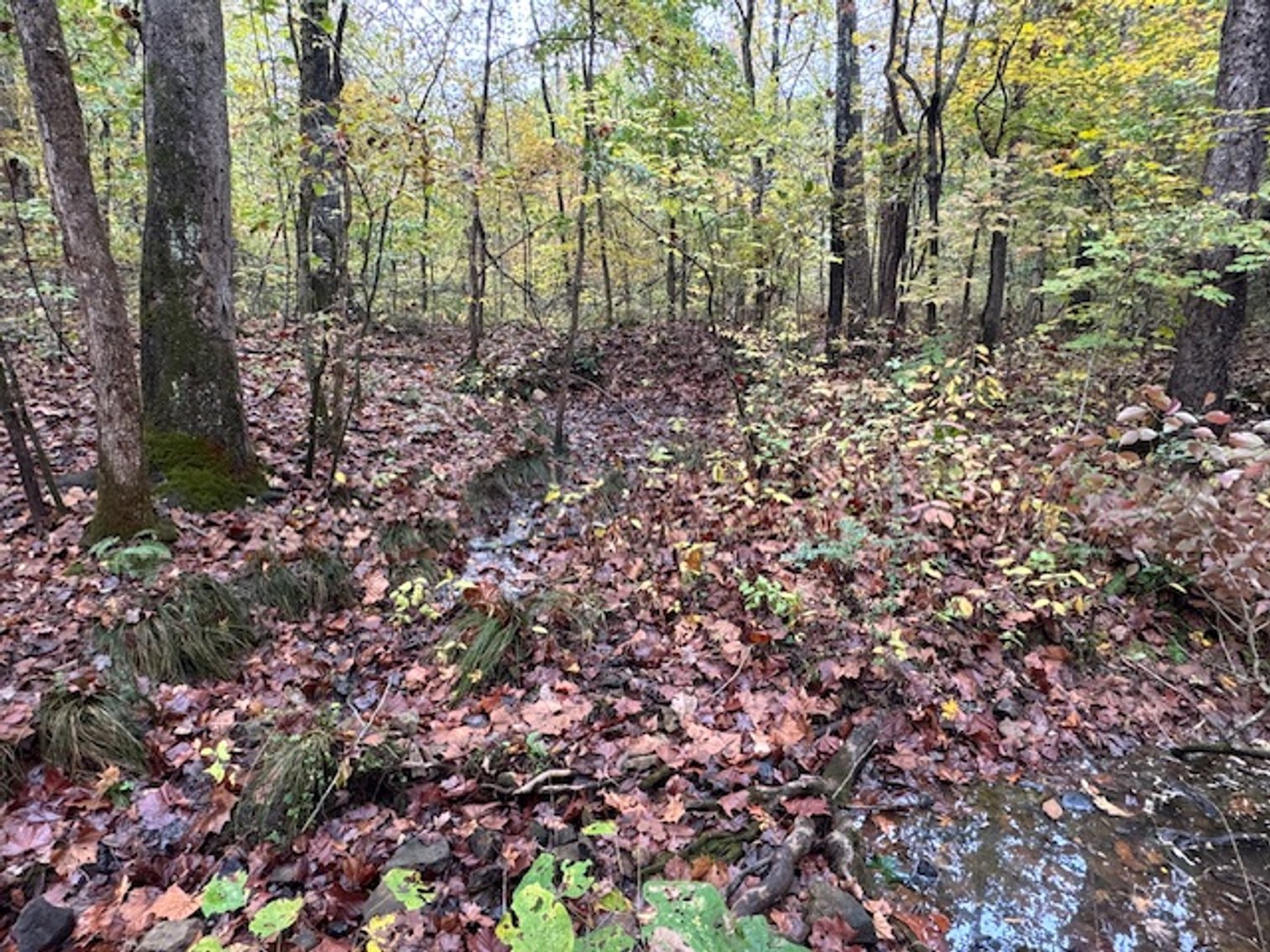 Image for 65 acres on Barren Fork Creek - Bon Aqua, TN