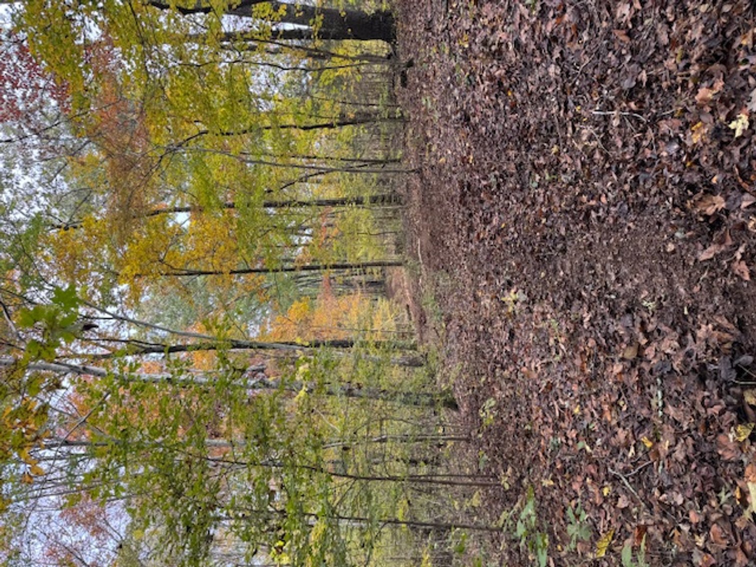 Image for 65 acres on Barren Fork Creek - Bon Aqua, TN