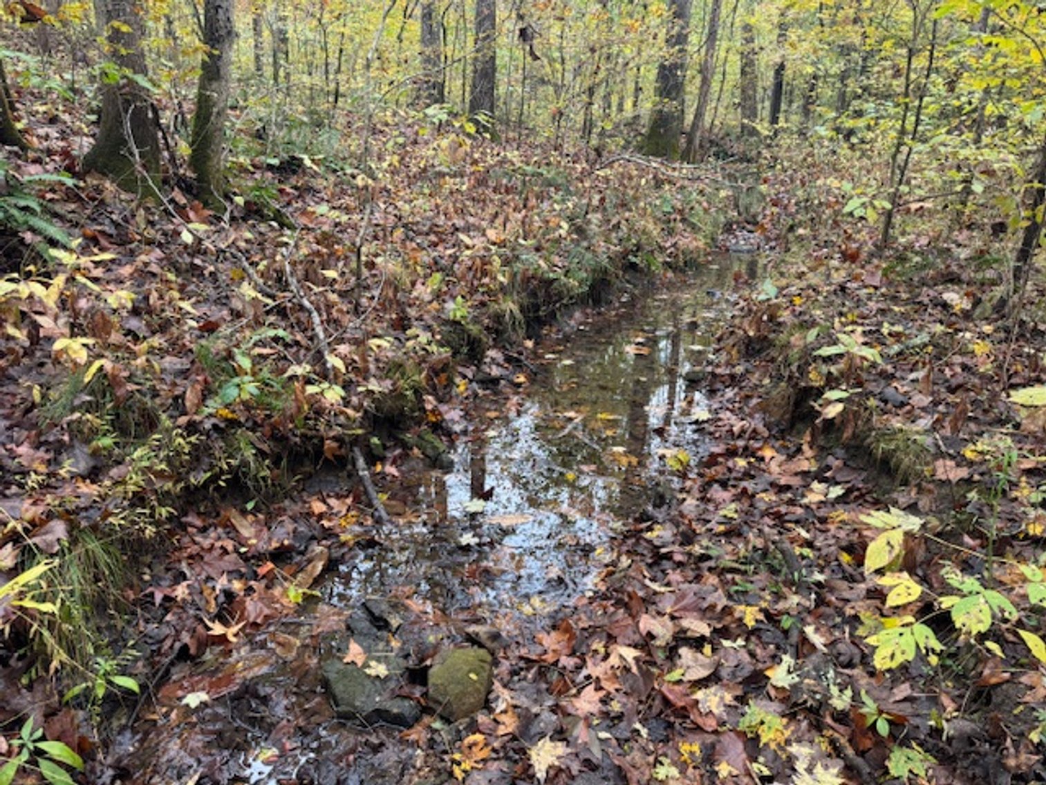 Image for 65 acres on Barren Fork Creek - Bon Aqua, TN