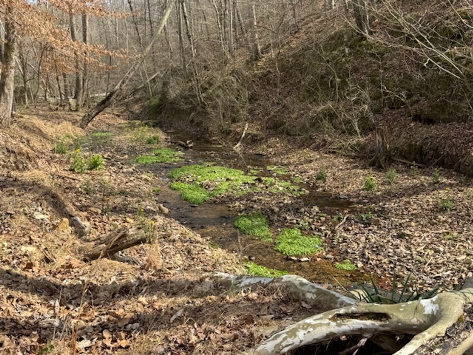 Image for Creekside Haven - Cabin on Bells Branch Creek w/ 3.76 acres