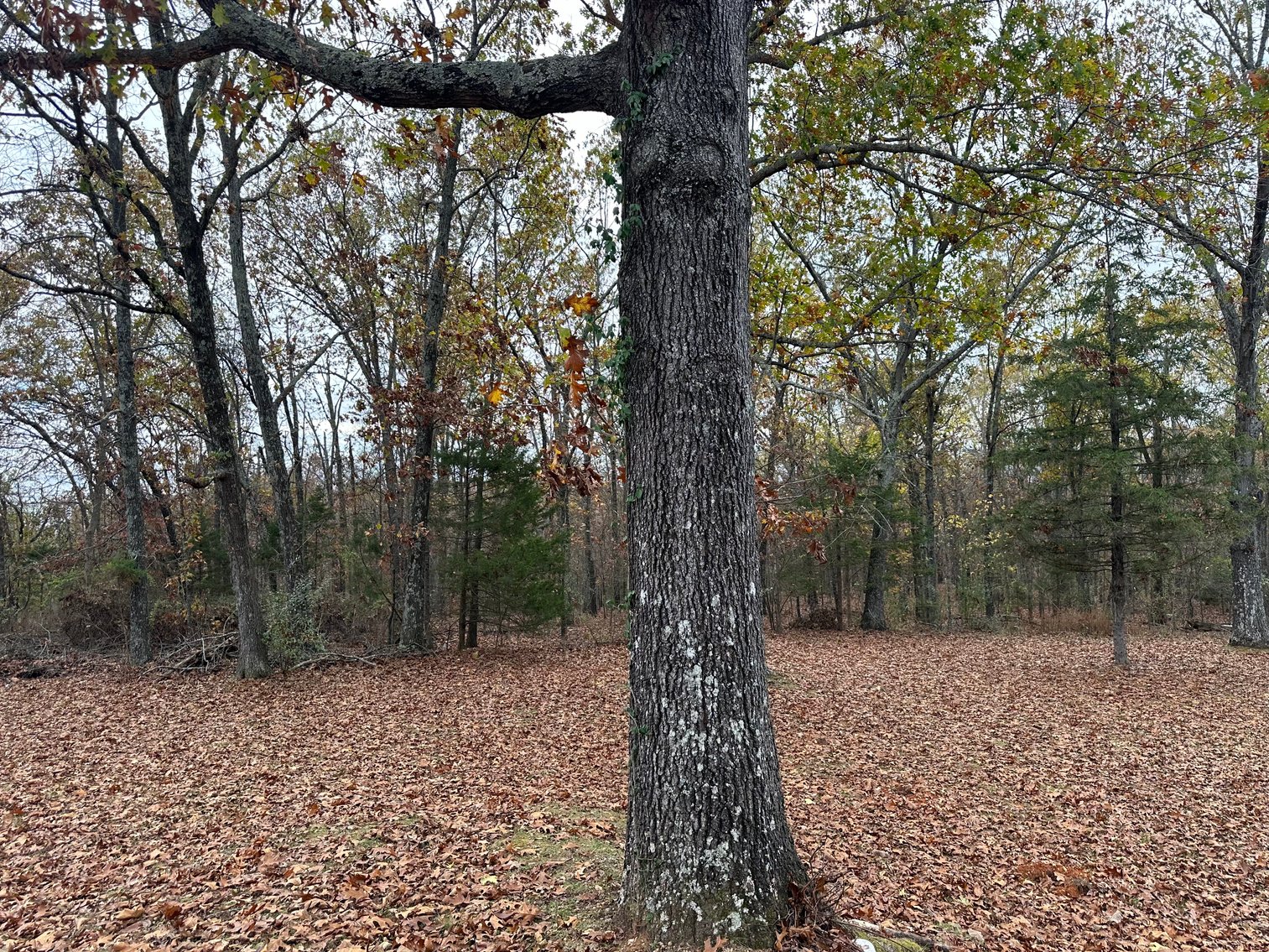 Image for Allen Real Estate Auction