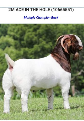 Image for 2024 Southern Blitz Sale