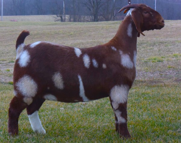 Image for 2024 Southern Blitz Sale