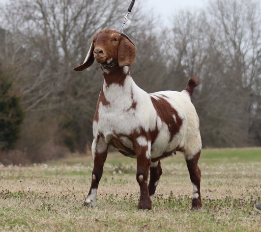 Image for 2024 Southern Blitz Sale