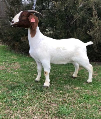 Image for 2024 Southern Blitz Sale