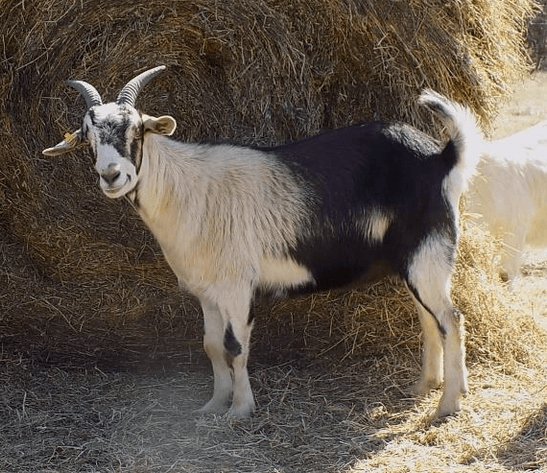 Image for 2024 Green Country Kiko Invitational Sale