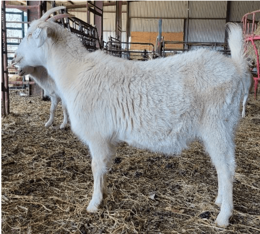 Image for 2024 Green Country Kiko Invitational Sale