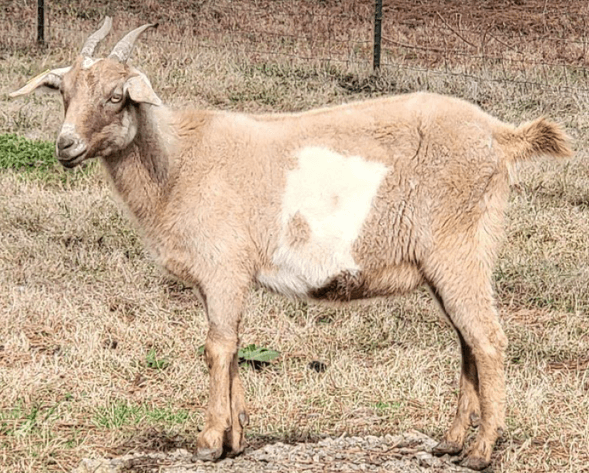 Image for 2024 SEKGA- Spring Sale