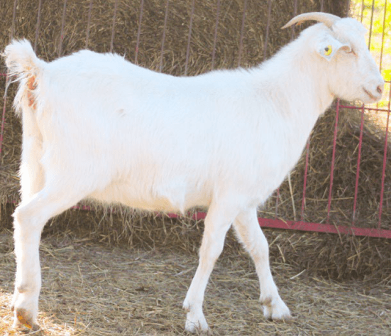 Image for 2024 SEKGA- Spring Sale