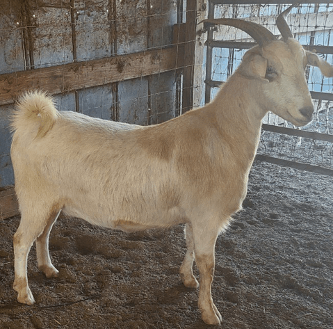 Image for 2024 SEKGA- Spring Sale