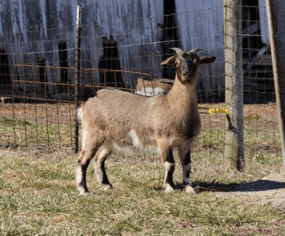 Image for 2024 Green Country Kiko Invitational Sale