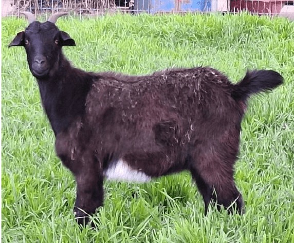 Image for 2024 Green Country Kiko Invitational Sale