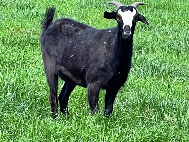 Image for 2024 | NKR Spotlight Sale