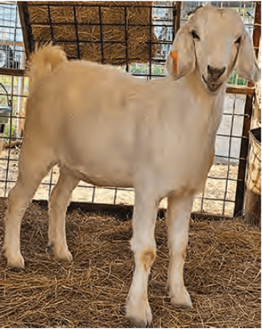 Image for 2024 | Midwest Buck & Doe Sale