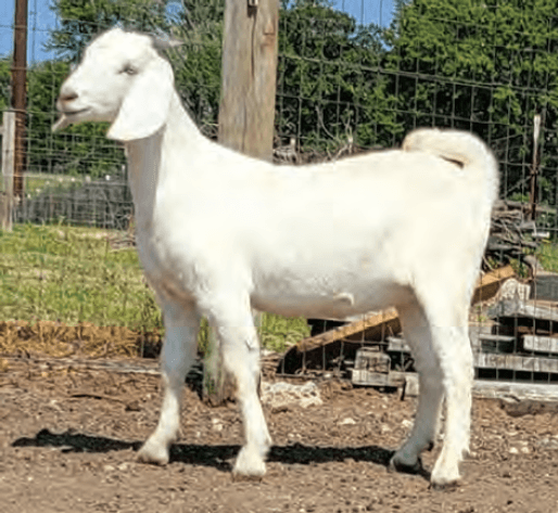 Image for 2024 | Midwest Buck & Doe Sale