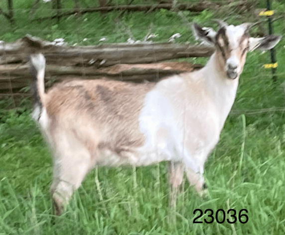 Image for 2024 Bluegrass Performance Invitational