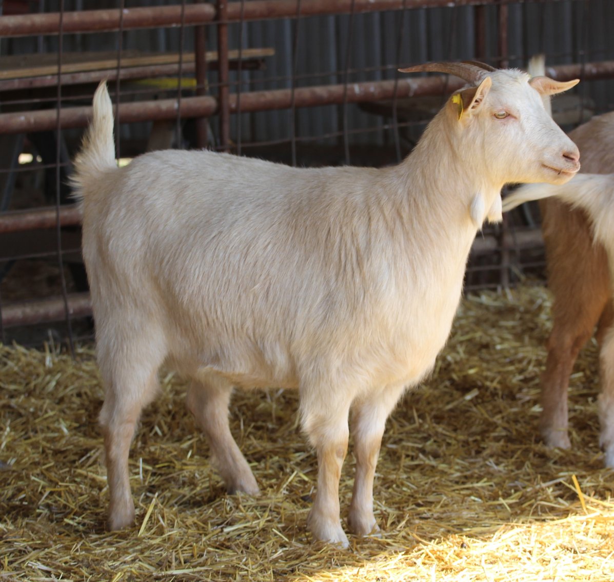 Image for 2024 Bluegrass Performance Invitational