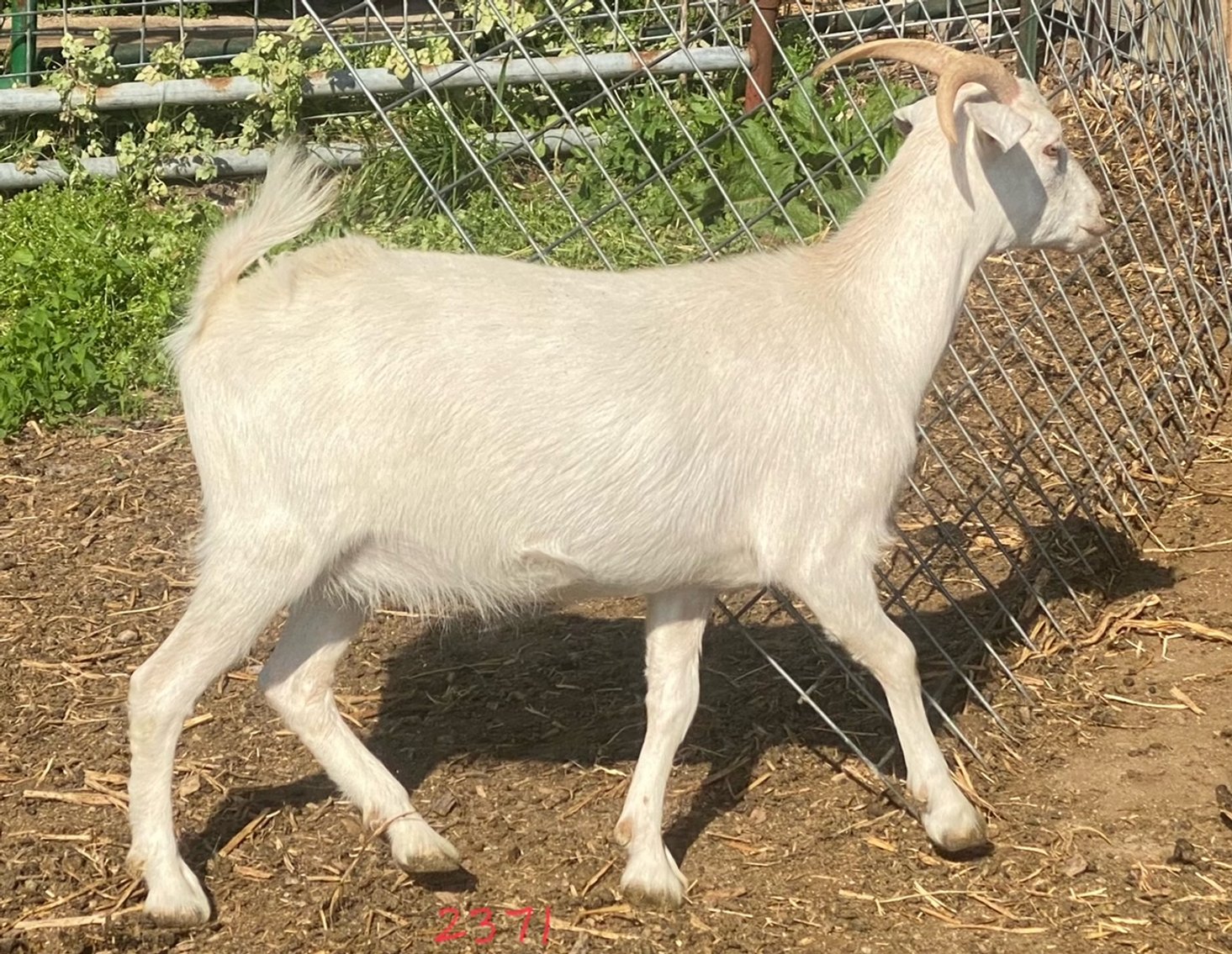 Image for 2024 Bluegrass Performance Invitational