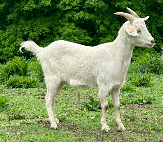 Image for 2024 Bluegrass Performance Invitational