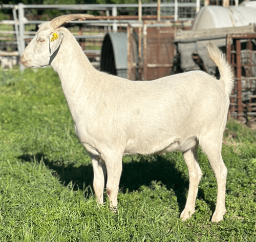 Image for 2024 | MPI Kiko Sale