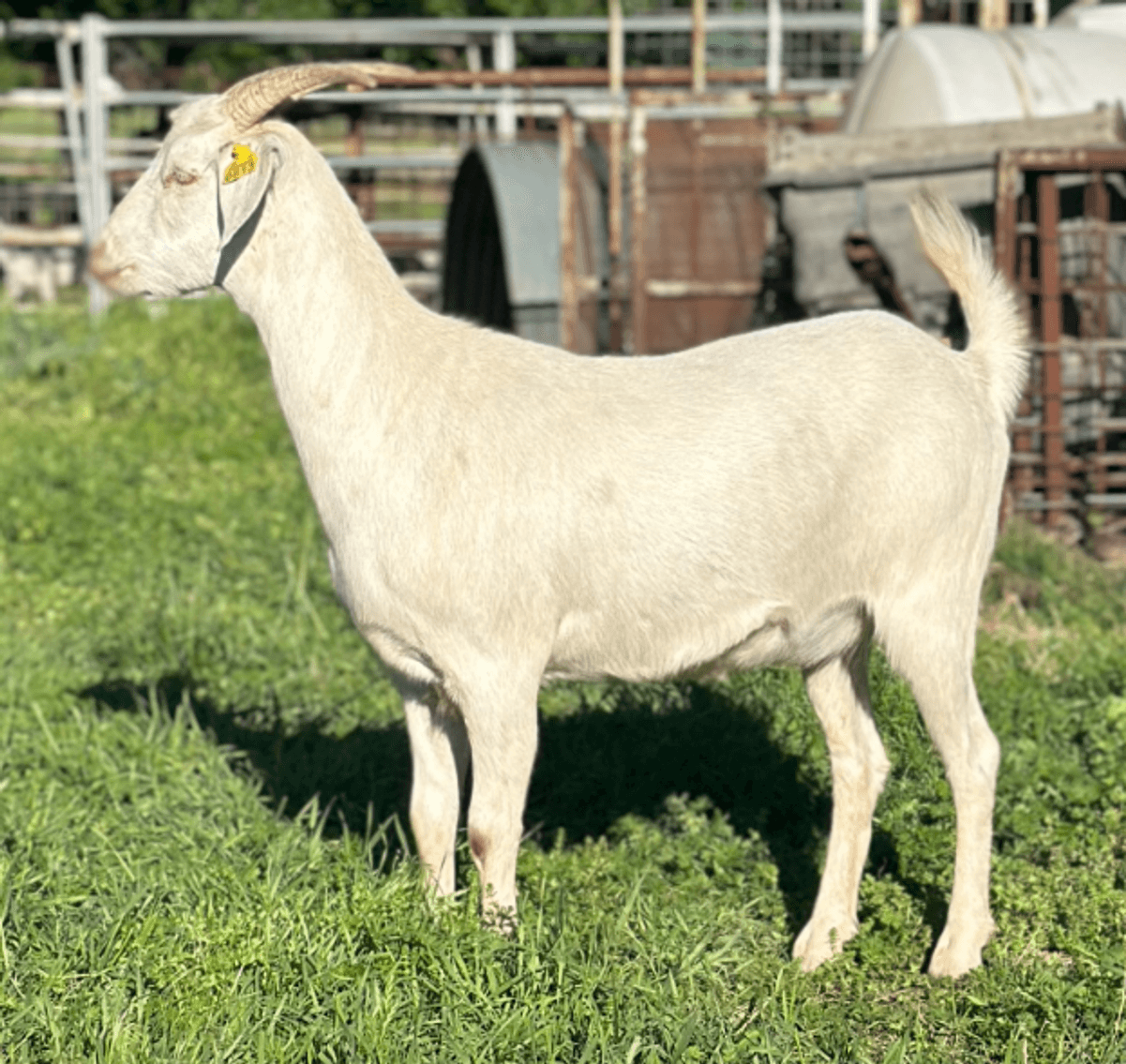 Image for 2024 | MPI Kiko Sale