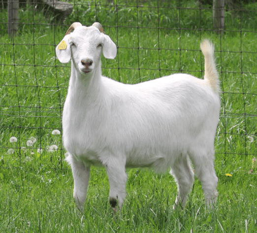 Image for 2024 | MPI Kiko Sale