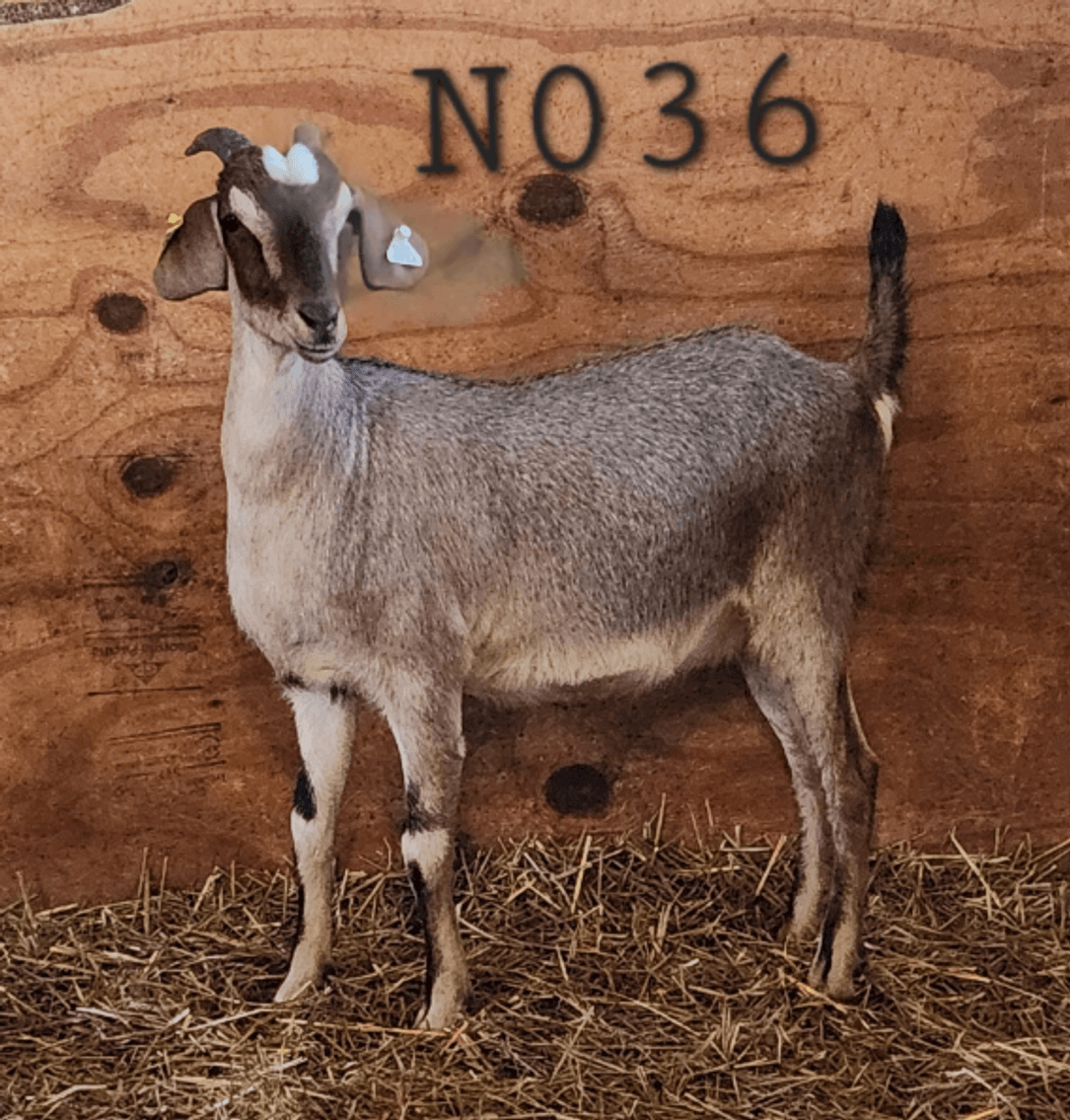 Image for 2024 | MPI Kiko Sale