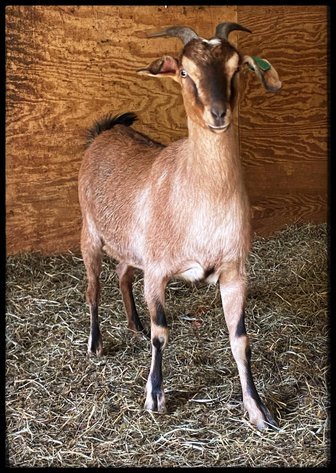 Image for 2024 | MPI Kiko Sale