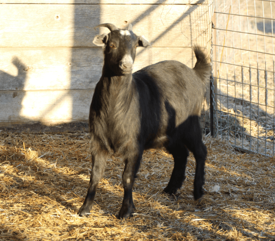 Image for 2024 | Heartland Kiko Production Sale