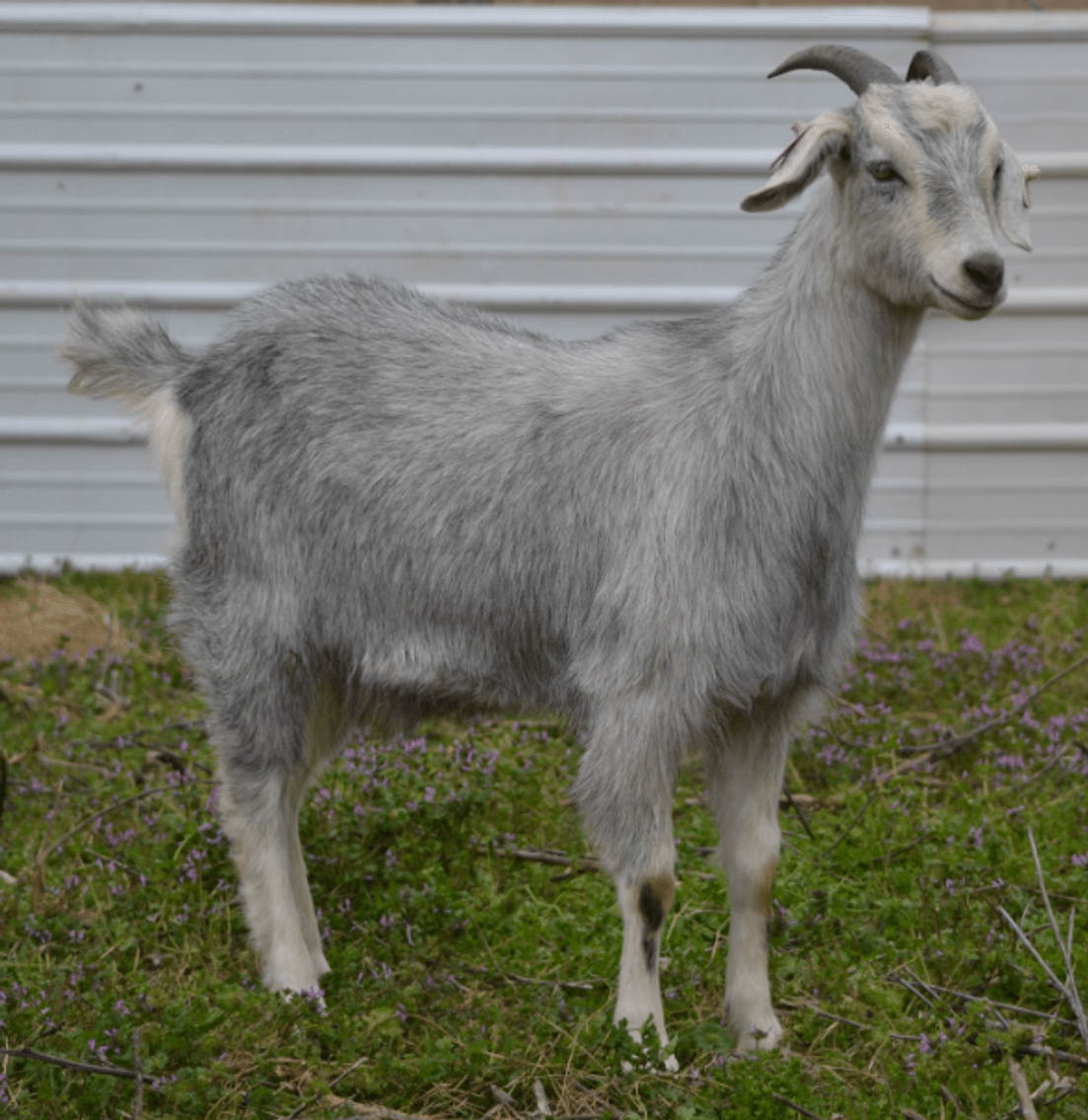 Image for 2024 | Heartland Kiko Production Sale